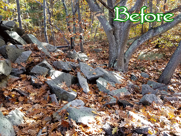 A before and after look at some of the landscape work Cape Ann Tree has done.
