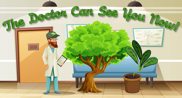 The doctor can see you now! In the same way that your personal physician takes care of you and your body, we here at Cape Ann Tree Service are the doctors for your yard.
